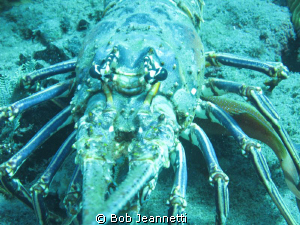 Spiny lobster close up by Bob Jeannetti 